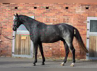 Hannoveraan, Ruin, 4 Jaar, 170 cm, Schimmel