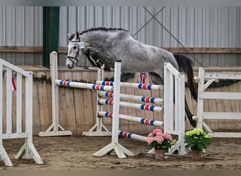 Hannoveraan, Ruin, 4 Jaar, 170 cm, Schimmel
