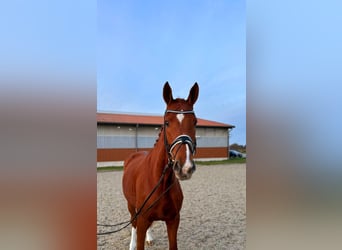 Hannoveraan, Ruin, 4 Jaar, 170 cm, Vos