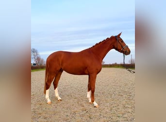 Hannoveraan, Ruin, 4 Jaar, 170 cm, Vos