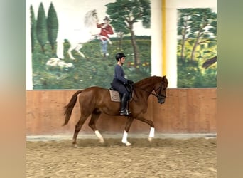 Hannoveraan, Ruin, 4 Jaar, 170 cm, Vos