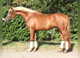 Hannoveraan, Ruin, 4 Jaar, 170 cm, Vos
