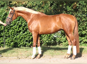 Hannoveraan, Ruin, 4 Jaar, 170 cm, Vos