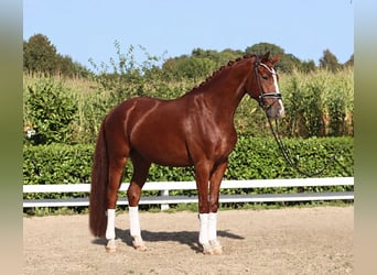 Hannoveraan, Ruin, 4 Jaar, 170 cm, Vos
