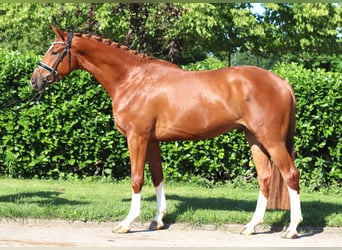 Hannoveraan, Ruin, 4 Jaar, 170 cm, Vos