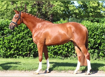 Hannoveraan, Ruin, 4 Jaar, 170 cm, Vos