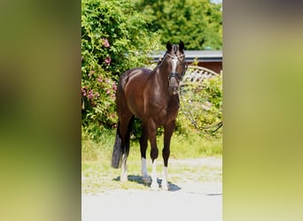 Hannoveraan, Ruin, 4 Jaar, 170 cm, Zwart