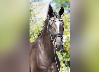 Hannoveraan, Ruin, 4 Jaar, 170 cm, Zwart