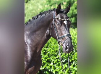 Hannoveraan, Ruin, 4 Jaar, 170 cm, Zwart