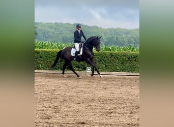 Hannoveraan, Ruin, 4 Jaar, 170 cm, Zwart