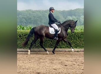 Hannoveraan, Ruin, 4 Jaar, 170 cm, Zwart