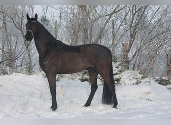 Hannoveraan, Ruin, 4 Jaar, 170 cm, Zwart