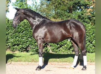 Hannoveraan, Ruin, 4 Jaar, 170 cm, Zwart