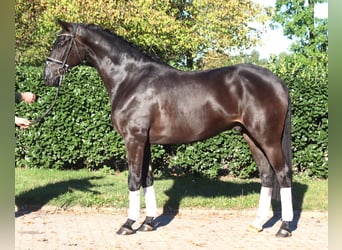 Hannoveraan, Ruin, 4 Jaar, 170 cm, Zwart