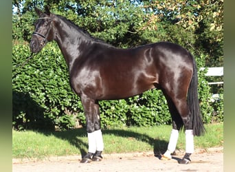 Hannoveraan, Ruin, 4 Jaar, 170 cm, Zwart