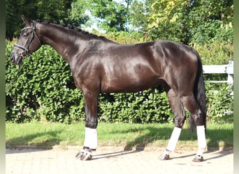 Hannoveraan, Ruin, 4 Jaar, 170 cm, Zwart