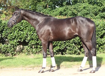 Hannoveraan, Ruin, 4 Jaar, 170 cm, Zwart