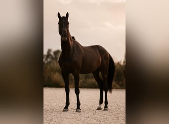 Hannoveraan, Ruin, 4 Jaar, 170 cm, Zwart