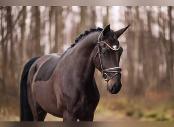 Hannoveraan, Ruin, 4 Jaar, 170 cm, Zwartbruin