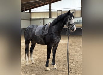 Hannoveraan, Ruin, 4 Jaar, 170 cm, Zwartschimmel