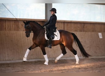 Hannoveraan, Ruin, 4 Jaar, 171 cm, Bruin
