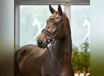 Hannoveraan, Ruin, 4 Jaar, 171 cm, Bruin