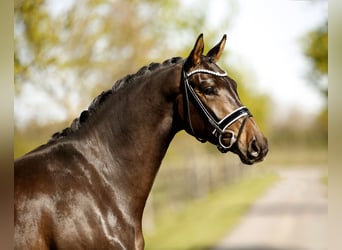 Hannoveraan, Ruin, 4 Jaar, 171 cm, Donkerbruin