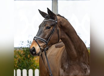 Hannoveraan, Ruin, 4 Jaar, 171 cm, Donkerbruin