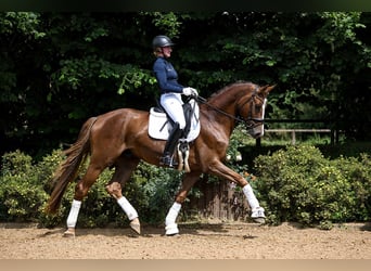Hannoveraan, Ruin, 4 Jaar, 171 cm, Donkere-vos
