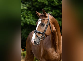 Hannoveraan, Ruin, 4 Jaar, 171 cm, Donkere-vos