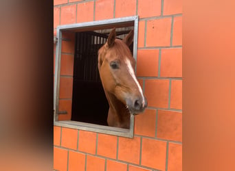 Hannoveraan, Ruin, 4 Jaar, 171 cm, Vos