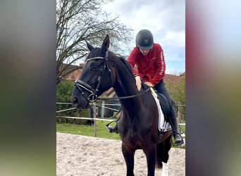 Hannoveraan, Ruin, 4 Jaar, 171 cm, Zwart