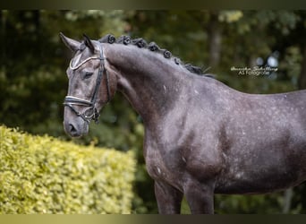 Hannoveraan, Ruin, 4 Jaar, 171 cm, Zwartschimmel