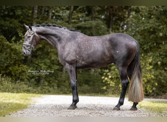Hannoveraan, Ruin, 4 Jaar, 171 cm, Zwartschimmel