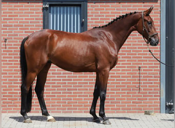 Hannoveraan, Ruin, 4 Jaar, 172 cm, Bruin