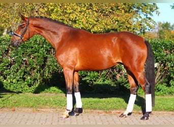 Hannoveraan, Ruin, 4 Jaar, 172 cm, Bruin