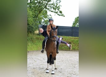 Hannoveraan, Ruin, 4 Jaar, 172 cm, Bruin