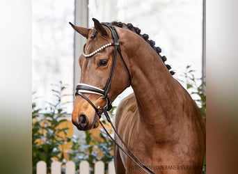 Hannoveraan, Ruin, 4 Jaar, 172 cm, Bruin