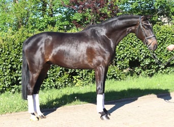 Hannoveraan, Ruin, 4 Jaar, 172 cm, Bruin