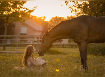 Hannoveraan, Ruin, 4 Jaar, 172 cm, Bruin