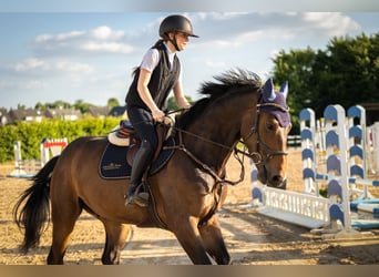 Hannoveraan, Ruin, 4 Jaar, 172 cm, Bruin