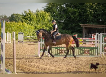 Hannoveraan, Ruin, 4 Jaar, 172 cm, Bruin