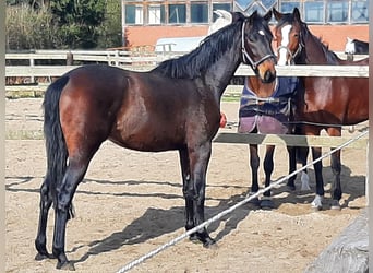 Hannoveraan, Ruin, 4 Jaar, 172 cm, Donkerbruin