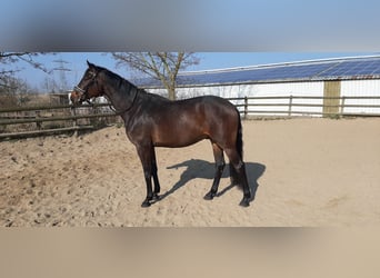 Hannoveraan, Ruin, 4 Jaar, 172 cm, Donkerbruin