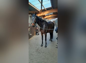 Hannoveraan, Ruin, 4 Jaar, 172 cm, Donkerbruin