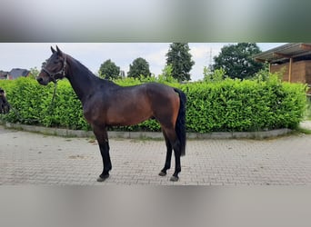 Hannoveraan, Ruin, 4 Jaar, 172 cm, Donkerbruin