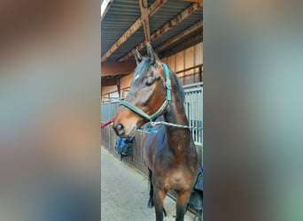 Hannoveraan, Ruin, 4 Jaar, 172 cm, Donkerbruin