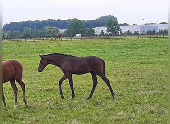 Hannoveraan, Ruin, 4 Jaar, 172 cm, Donkerbruin