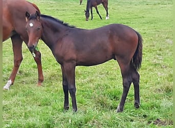 Hannoveraan, Ruin, 4 Jaar, 172 cm, Donkerbruin