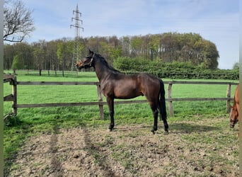 Hannoveraan, Ruin, 4 Jaar, 172 cm, Donkerbruin